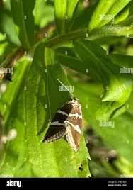 Attēlu rezultāti vaicājumam “Deltote bankiana”