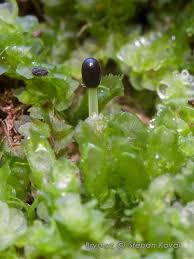 Attēlu rezultāti vaicājumam “Chiloscyphus polyanthos sporophyte”