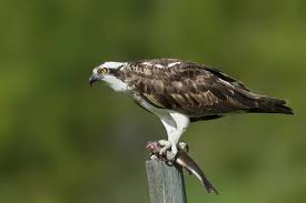 Image result for Pandion haliaetus