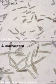 Attēlu rezultāti vaicājumam “Diderma radiatum stalked”