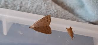 Attēlu rezultāti vaicājumam “Zanclognatha tarsipennalis”