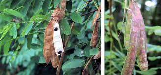 Attēlu rezultāti vaicājumam “Robinia pseudoacacia fruit”