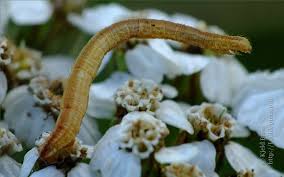 Attēlu rezultāti vaicājumam “Eupithecia subumbrata”