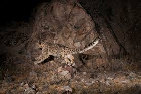 Image result for kernel panic snow leopard