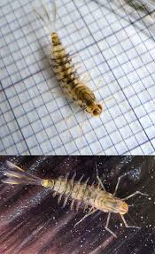 Attēlu rezultāti vaicājumam “Siphlonurus”