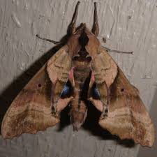 Attēlu rezultāti vaicājumam “Badhamiopsis sp.”