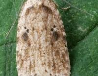 Attēlu rezultāti vaicājumam “Agonopterix aranella”