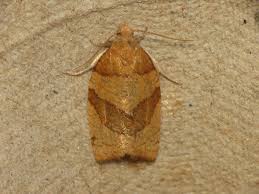 Attēlu rezultāti vaicājumam “Pandemis cerasana”