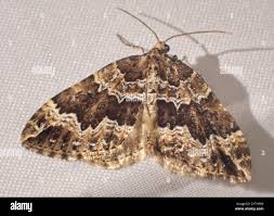 Attēlu rezultāti vaicājumam “Lampropteryx suffumata”