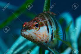 Image result for Serranus scriba