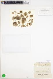 Attēlu rezultāti vaicājumam “Didymodon fallax var. brevifolius”