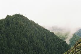 Image result for лес,