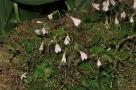 Attēlu rezultāti vaicājumam “Linnaea borealis fruit”