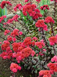 Attēlu rezultāti vaicājumam “Sedum pallidum flower”