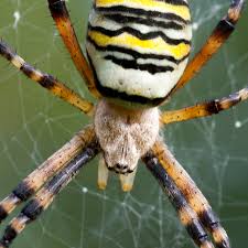 Attēlu rezultāti vaicājumam “Argiope bruennichi”