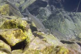 Image result for Chelon saliens