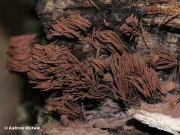 Attēlu rezultāti vaicājumam “Stemonitis fusca”