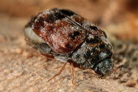 Attēlu rezultāti vaicājumam “Dermestidae”