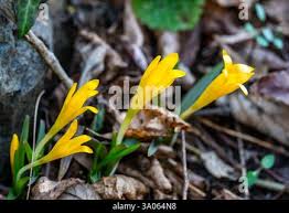 Attēlu rezultāti vaicājumam “Colchicum luteum flower”