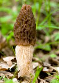 Attēlu rezultāti vaicājumam “Morchella esculenta”