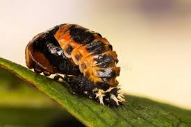 Attēlu rezultāti vaicājumam “Scardia boletella pupa”