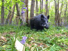 Image result for Oakfield Archers, Ilford, Essex