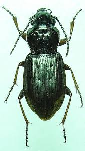 Attēlu rezultāti vaicājumam “Pterostichus oblongopunctatus”