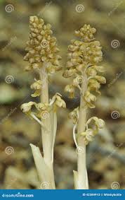 Attēlu rezultāti vaicājumam “Neottia nidus-avis bud”