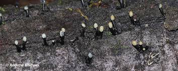 Attēlu rezultāti vaicājumam “Holwaya mucida”