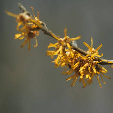 Attēlu rezultāti vaicājumam “Hamamelis vernalis flower”