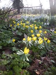 Attēlu rezultāti vaicājumam “Eranthis hyemalis”