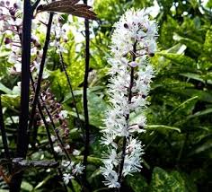 Attēlu rezultāti vaicājumam “Actaea spicata flower”