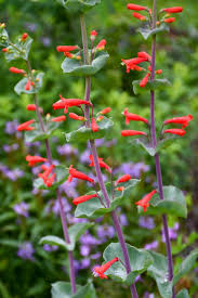 Image result for Penstemon