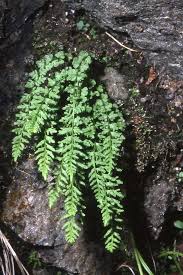 Attēlu rezultāti vaicājumam “Trichia alpina”