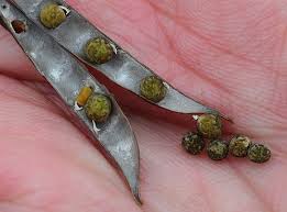 Attēlu rezultāti vaicājumam “Vicia sylvatica bud”