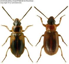 Attēlu rezultāti vaicājumam “Acupalpus flavicollis”