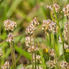Attēlu rezultāti vaicājumam “Plantago uniflora”