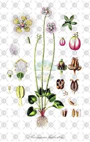 Attēlu rezultāti vaicājumam “Parnassia palustris fruit”