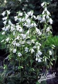 Image result for Campanula trachelium