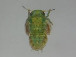 Attēlu rezultāti vaicājumam “Psylla alni nymph”