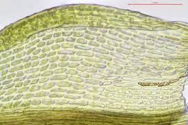 Attēlu rezultāti vaicājumam “Hymenostylium recurvirostrum”