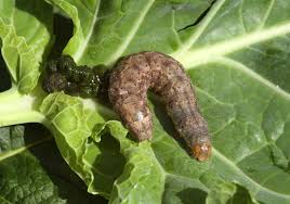 Attēlu rezultāti vaicājumam “Mamestra brassicae”