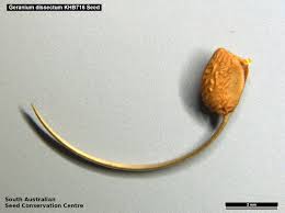 Attēlu rezultāti vaicājumam “Geranium dissectum fruit”