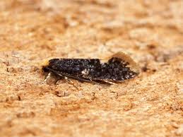 Attēlu rezultāti vaicājumam “Monopis weaverella”