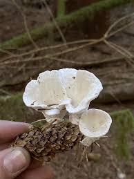 Attēlu rezultāti vaicājumam “Sistotrema confluens”