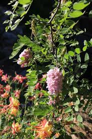 Attēlu rezultāti vaicājumam “Robinia neomexicana flower”