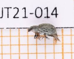 Attēlu rezultāti vaicājumam “Polydrusus tereticollis”