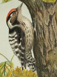 Attēlu rezultāti vaicājumam “Dendrocopos minor”