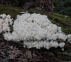 Attēlu rezultāti vaicājumam “Fuligo candida”