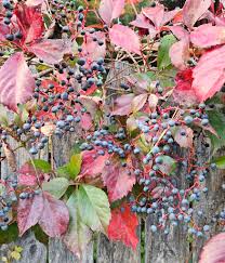 Attēlu rezultāti vaicājumam “Parthenocissus quinquefolia fruit”